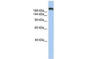 Image no. 1 for anti-Contactin Associated Protein-Like 4 (CNTNAP4) (AA 251-300) antibody (ABIN6743544)