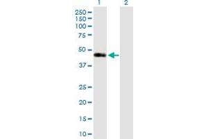 Image no. 1 for anti-Sirtuin 7 (SIRT7) (AA 1-400) antibody (ABIN526800)
