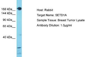 Image no. 1 for anti-SET Domain Containing 1A (SETD1A) (C-Term) antibody (ABIN2779068)