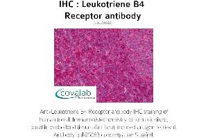 Image no. 2 for anti-Leukotriene B4 Receptor (LTB4R) (AA 331-352) antibody (ABIN1736424)