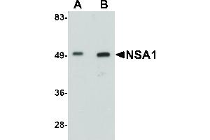 Image no. 1 for anti-Nsa1p (NSA1) (C-Term) antibody (ABIN6657328)