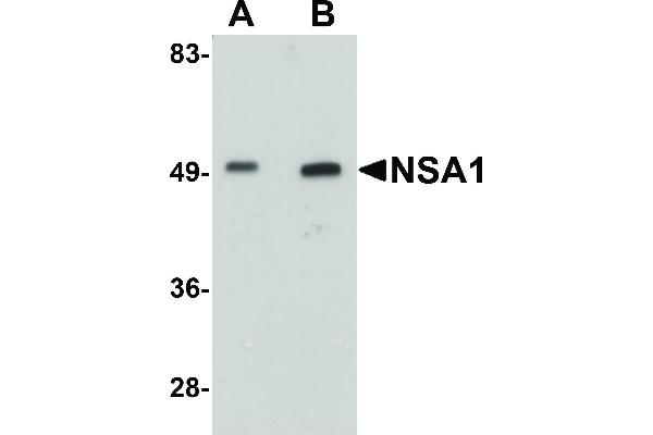 Nsa1p (NSA1) (C-Term) antibody