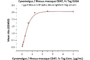 Image no. 1 for CD47 (CD47) (AA 19-141) (Active) protein (Fc Tag) (ABIN4949054)