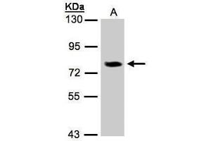 Image no. 2 for anti-Interleukin 17 Receptor D (IL17RD) (Internal Region) antibody (ABIN2856160)