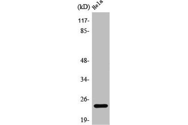 PPP1R14D Antikörper  (Internal Region)