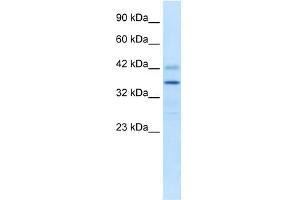 PRR7 antibody  (Middle Region)