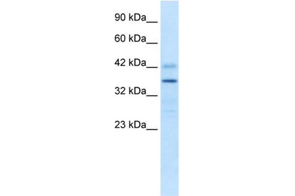 PRR7 antibody  (Middle Region)