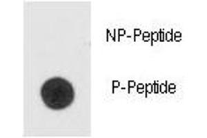 Image no. 3 for anti-BCL2-Associated Agonist of Cell Death (BAD) (pSer99) antibody (ABIN3030130)