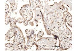 Image no. 2 for anti-Cell Division Cycle 45 Homolog (S. Cerevisiae) (CDC45) (AA 1-566) antibody (ABIN948673)