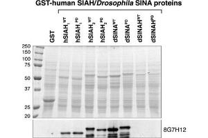 Image no. 1 for anti-E3 Ubiquitin-Protein Ligase SIAH1 (SIAH1) antibody (ABIN534024)