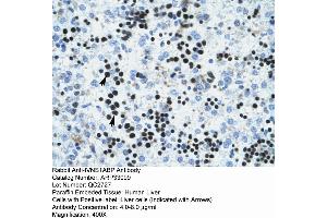 Image no. 2 for anti-Influenza Virus NS1A Binding Protein (IVNS1ABP) (N-Term) antibody (ABIN2777748)
