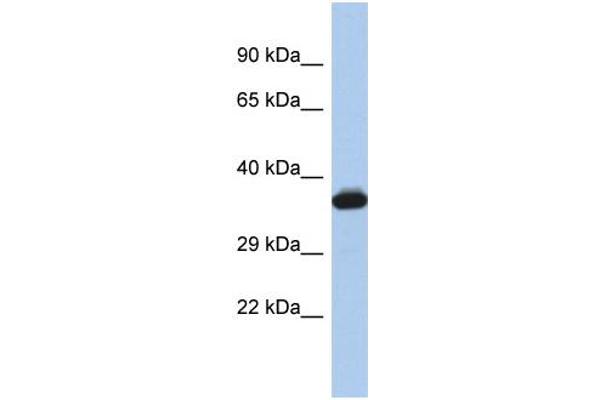 anti-GTPase, IMAP Family Member 2 (GIMAP2) (Middle Region) antibody