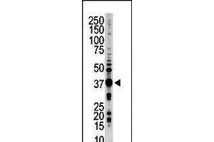 Image no. 1 for anti-serine/threonine Kinase 16 (STK16) (AA 257-286), (C-Term) antibody (ABIN5537796)