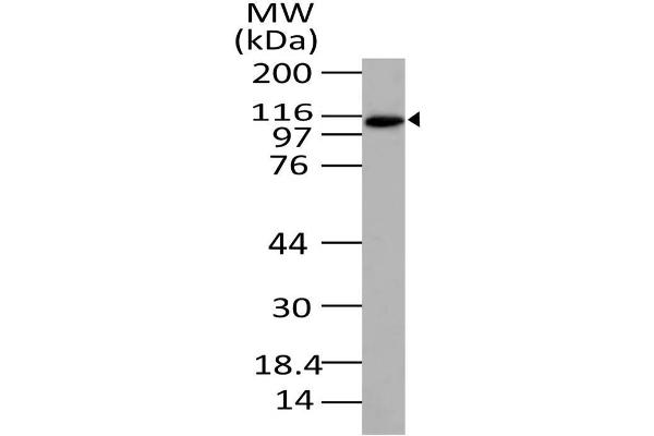 anti-Exportin 4 (XPO4) (AA 775-1000) antibody