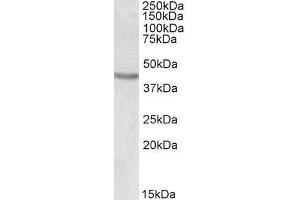 Image no. 1 for anti-POU Class 3 Homeobox 2 (POU3F2) (Internal Region) antibody (ABIN571160)