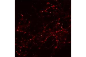 Image no. 1 for anti-Synaptic Vesicle Glycoprotein 2B (SV2B) (AA 2-17) antibody (ABIN1742259)