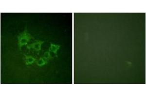 Immunofluorescence analysis of HuvEc cells, using COT (Phospho-Thr290) Antibody.