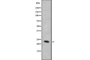 Image no. 1 for anti-Transmembrane BAX Inhibitor Motif Containing 4 (TMBIM4) (N-Term) antibody (ABIN6261844)