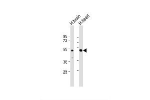 Image no. 3 for anti-Procollagen C-Endopeptidase Enhancer 2 (PCOLCE2) (AA 201-230) antibody (ABIN1881638)
