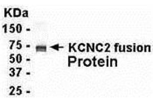 Image no. 1 for anti-Potassium Voltage-Gated Channel, Shaw-Related Subfamily, Member 2 (KCNC2) (AA 483-638) antibody (ABIN2467943)
