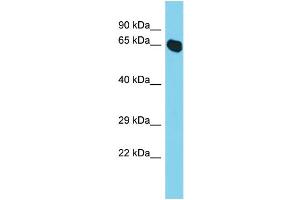 Image no. 1 for anti-NEDD8 Activating Enzyme E1 Subunit 1 (NAE1) (C-Term) antibody (ABIN2788045)