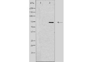 Image no. 1 for anti-Synaptotagmin XVI (SYT16) (Internal Region) antibody (ABIN6257875)