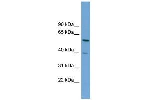 Image no. 1 for anti-Target of Myb 1 (TOM1) (Middle Region) antibody (ABIN2784759)