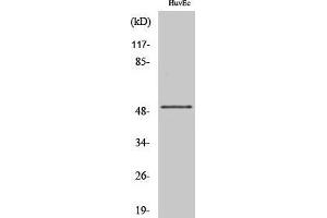 Image no. 1 for anti-Inositol-Trisphosphate 3-Kinase A (ITPKA) (C-Term) antibody (ABIN3185213)