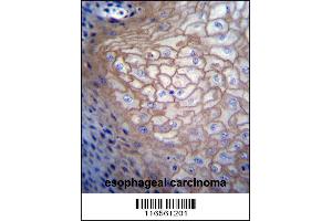 Image no. 1 for anti-Cell Division Cycle Associated 8 (CDCA8) (AA 9-38), (N-Term) antibody (ABIN656687)