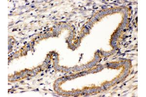 Image no. 4 for anti-Wingless-Type MMTV Integration Site Family, Member 7A (WNT7A) (AA 226-256), (C-Term) antibody (ABIN3042348)