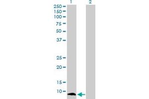 Image no. 2 for anti-S100 Calcium Binding Protein A13 (S100A13) (AA 1-98) antibody (ABIN519978)