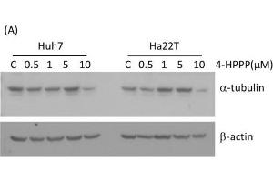 Image no. 7 for anti-alpha Tubulin (TUBA1) (Center) antibody (ABIN2855283)