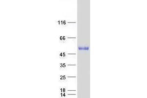 Image no. 1 for GRAM Domain Containing 3 (GRAMD3) protein (Myc-DYKDDDDK Tag) (ABIN2722207)