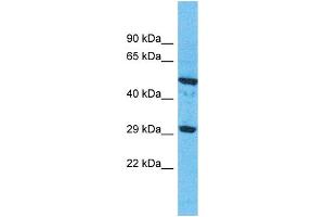 Image no. 1 for anti-Olfactory Receptor, Family 9, Subfamily G, Member 1 (OR9G1) (C-Term) antibody (ABIN2791747)