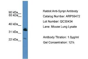 Image no. 2 for anti-Synaptoporin (SYNPR) (Middle Region) antibody (ABIN2774258)