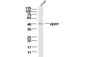Image no. 1 for anti-Perilipin 2 (PLIN2) (AA 31-130) antibody (ABIN738606)