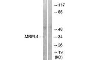 Image no. 1 for anti-Mitochondrial Ribosomal Protein L4 (MRPL4) (AA 90-139) antibody (ABIN1535034)