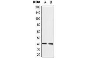 Image no. 1 for anti-Lysophosphatidic Acid Receptor 3 (LPAR3) (Center) antibody (ABIN2706069)
