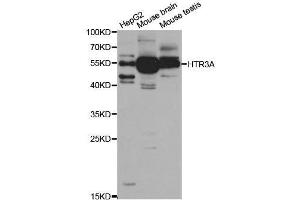 Image no. 1 for anti-Serotonin Receptor 3A (HTR3A) antibody (ABIN6142072)