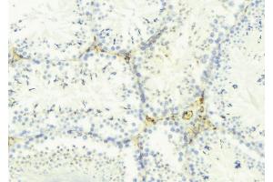 Image no. 1 for anti-Neurexophilin 4 (NXPH4) (Internal Region) antibody (ABIN6257619)