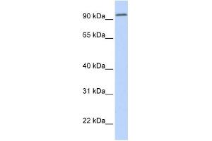 DPP6 antibody  (Middle Region)