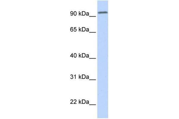 DPP6 antibody  (Middle Region)