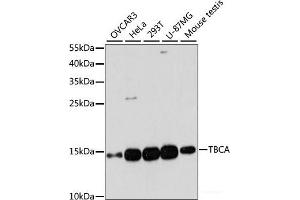 Western blot analysis of extracts of various cell lines using TBCA Polyclonal Antibody at dilution of 1:3000.