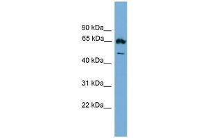 Image no. 1 for anti-Early B-Cell Factor 4 (EBF4) (Middle Region) antibody (ABIN2780119)