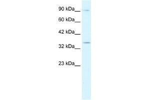 Image no. 1 for anti-Basic Helix-Loop-Helix Family, Member E22 (BHLHE22) (N-Term) antibody (ABIN2779635)