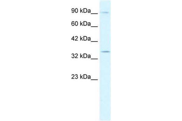 anti-Basic Helix-Loop-Helix Family, Member E22 (BHLHE22) (N-Term) antibody
