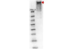 Western Blot of Rabbit anti-KLH (Keyhole Limpet Hemocyanine) antibody.