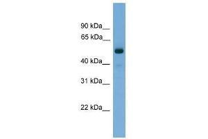 Image no. 1 for anti-Fascin 3 (FSCN3) (Middle Region) antibody (ABIN928705)