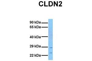 Image no. 2 for anti-Claudin 2 (CLDN2) (N-Term) antibody (ABIN2775603)