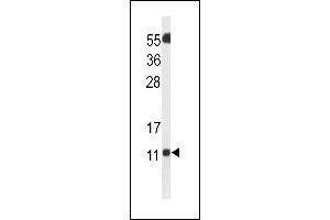 SH3BGRL3 antibody  (AA 24-52)